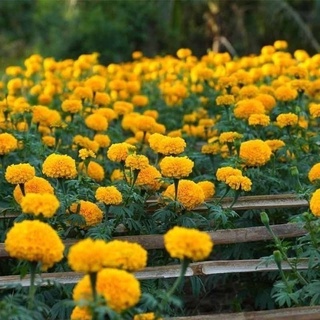 New Store Offers Philippines Ready Stock 100 Pcs Marigold Seeds Home Garden Fruit Seeds Flower Seeds #5