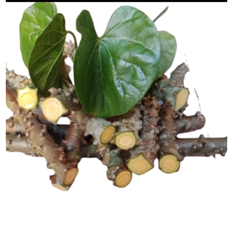 Makabuhay / Panyawan Herbal Plant Shopee Philippines