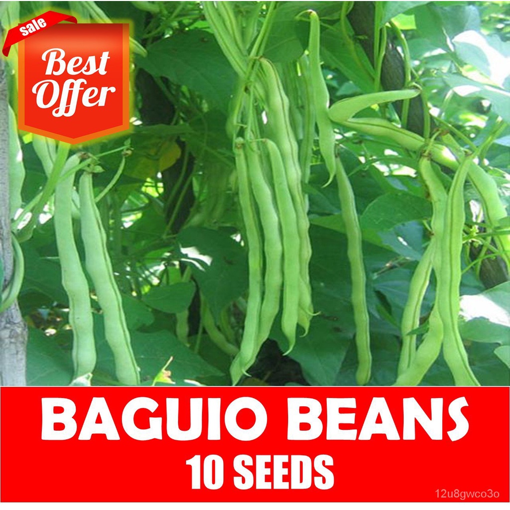 spot-seedsbaguio-beans-seeds-snap-beans-i4pd-shopee-philippines