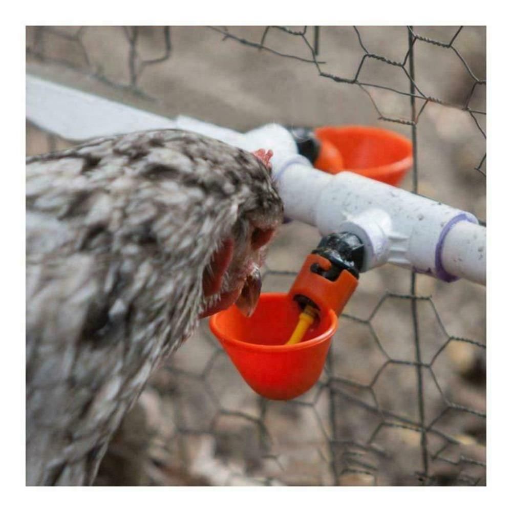 DAPHNE 10/20 Pcs Hot new Plastic Automatic Drinker Quail Plastic Poultry Water Drinking Cups Bird Chicken Coop Feed Farm Fowl Bowl Automatic Chicken Hen #8