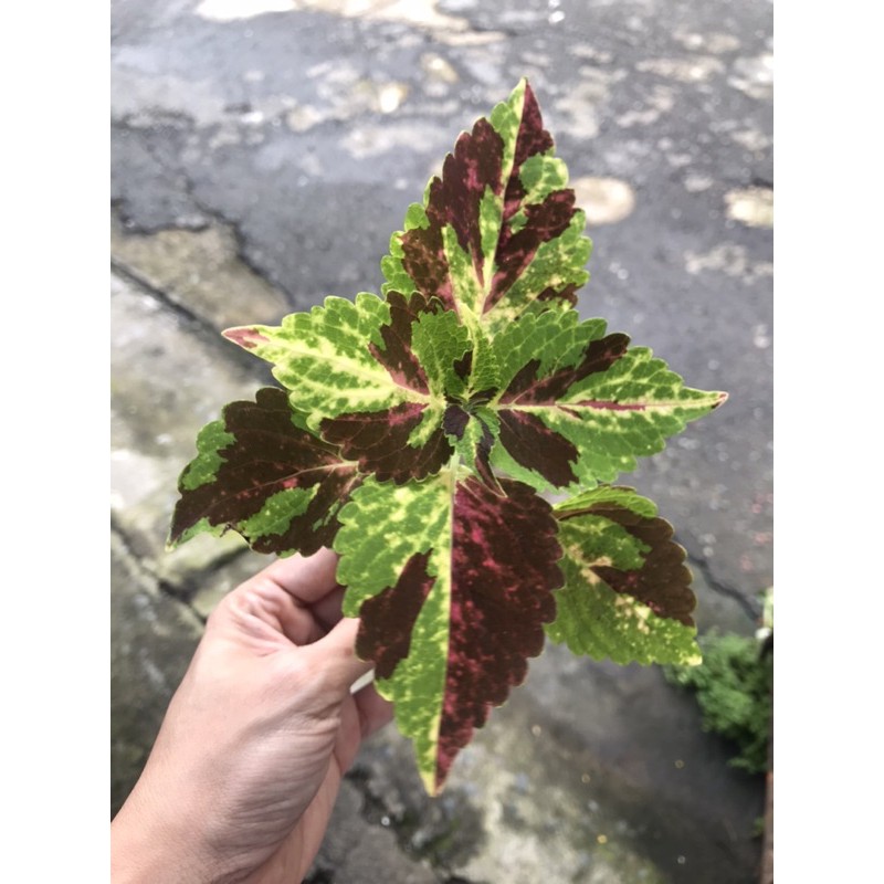 Mayana (Coleus) 20 Varieties Set A Shopee Philippines