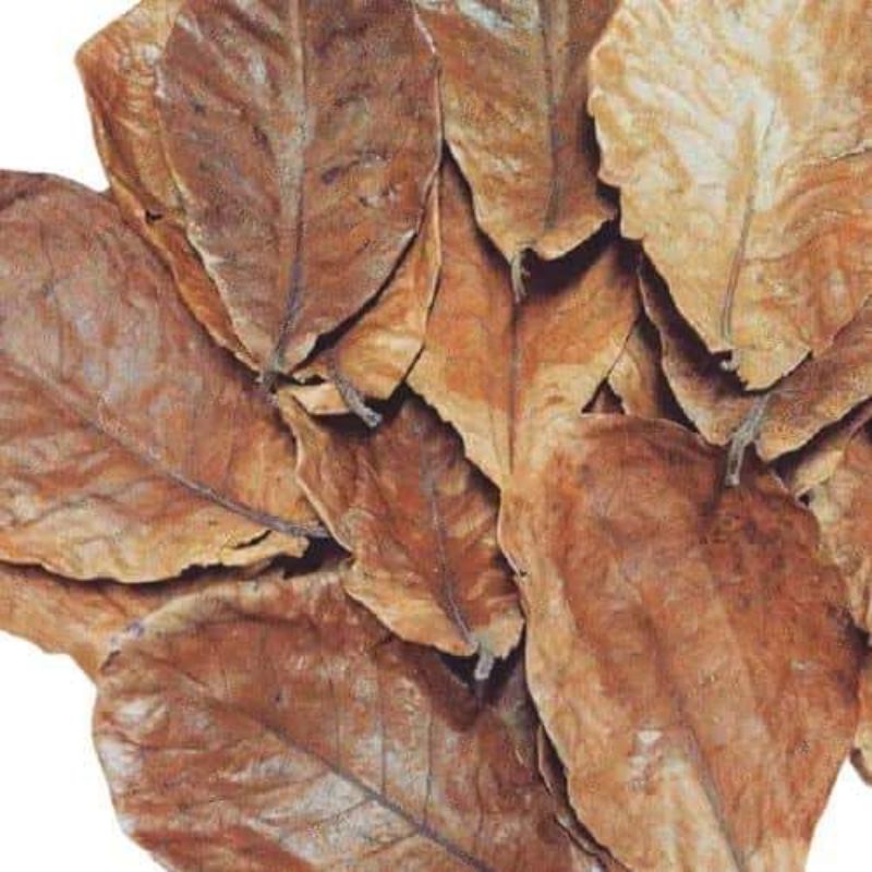 talisay leaves for Betta fish 20 leaves Shopee Philippines