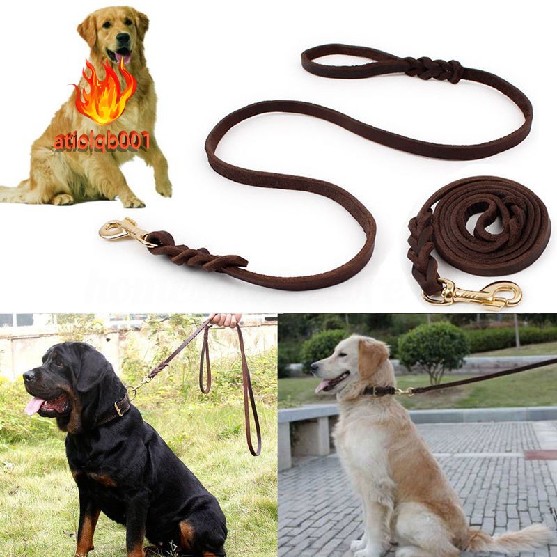 the dog leash