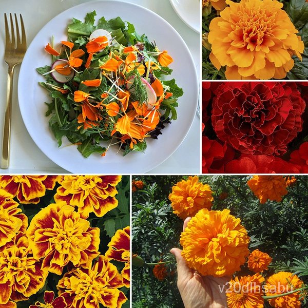 New Store Offers Philippines Ready Stock 100 Pcs Seeds Yellow Orange Color Marigold Flower Seeds Bon