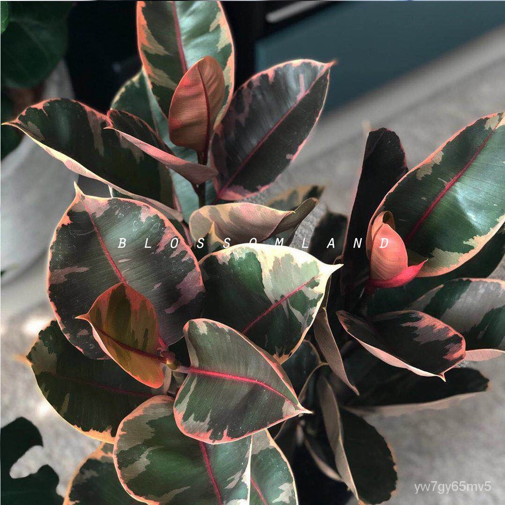 Warm Peninsula Ruby Flower and Leaf Rubber Tree Red Guan Gong Indoor