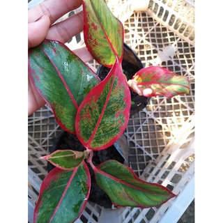 Aglaonema Red Siam Live Plant #2