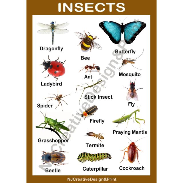 A4 Laminated Insects Chart for Kids | Shopee Philippines