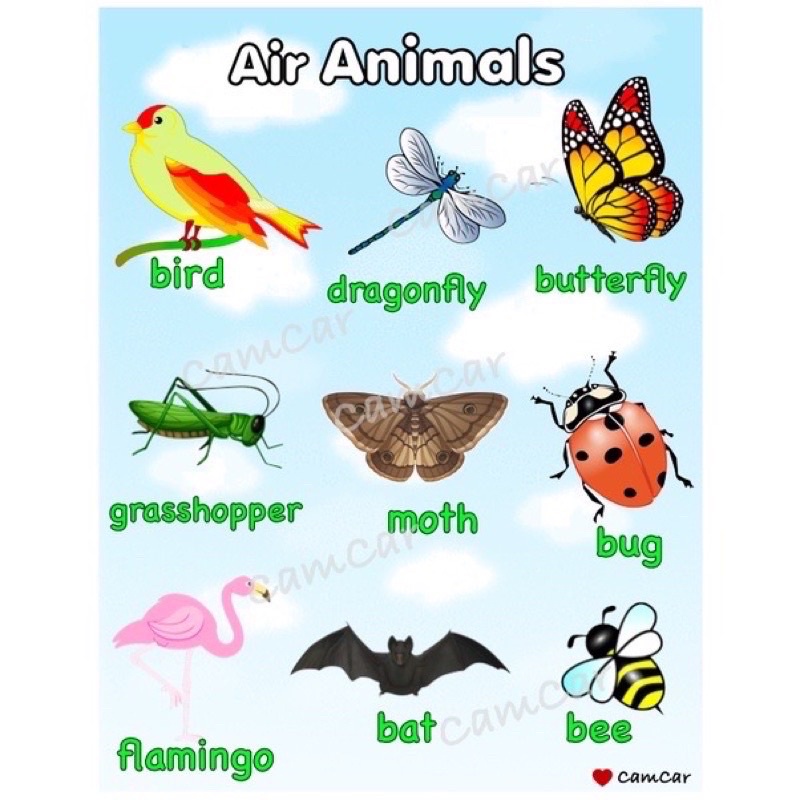 Farm, Water, and Air Animals Laminated Educational Wall Chart | Shopee  Philippines