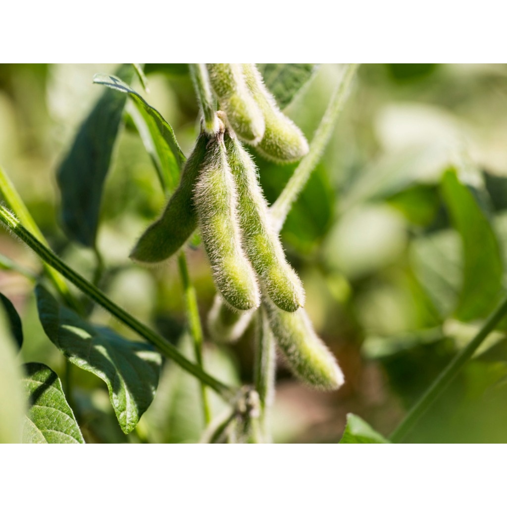 soybean soya bean soy edamame plant seeds Shopee Philippines