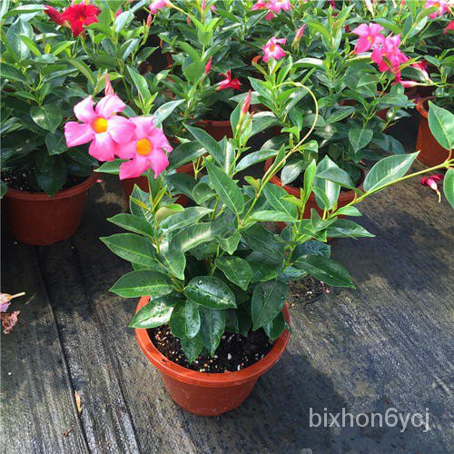 cash on delivery 30 seeds/pack Bonsai ornamental flower seed Mandevilla ...