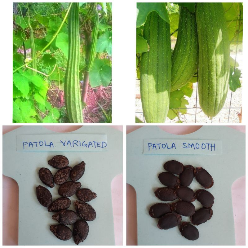 Patola varieties (smooth/ varigated) seeds Shopee Philippines