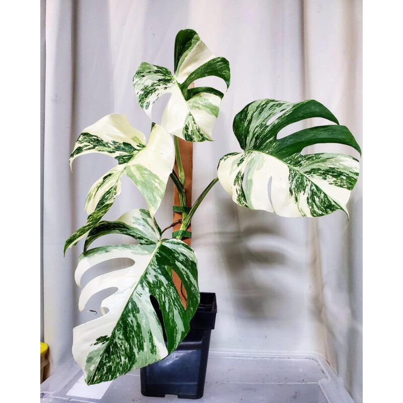 monstera-deliciosa-albo-seeds-mother-plant-md-albo-shopee-philippines