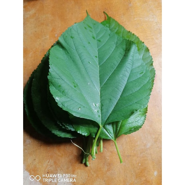 Mulberry leaves fresh 25 pcs. | Shopee Philippines