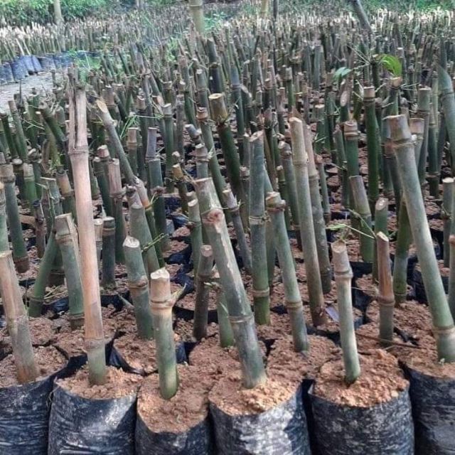 Giant Bamboo Cuttings (No Soil and Pot) Shopee Philippines