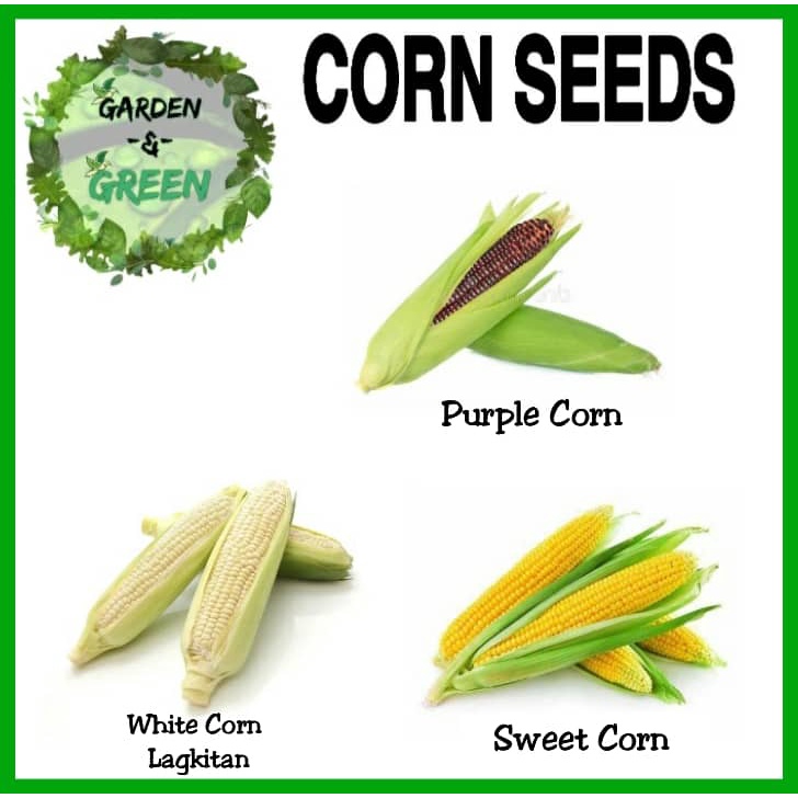Corn▪︎Mais seeds (White corn▪︎Sweet corn▪︎Purple corn)