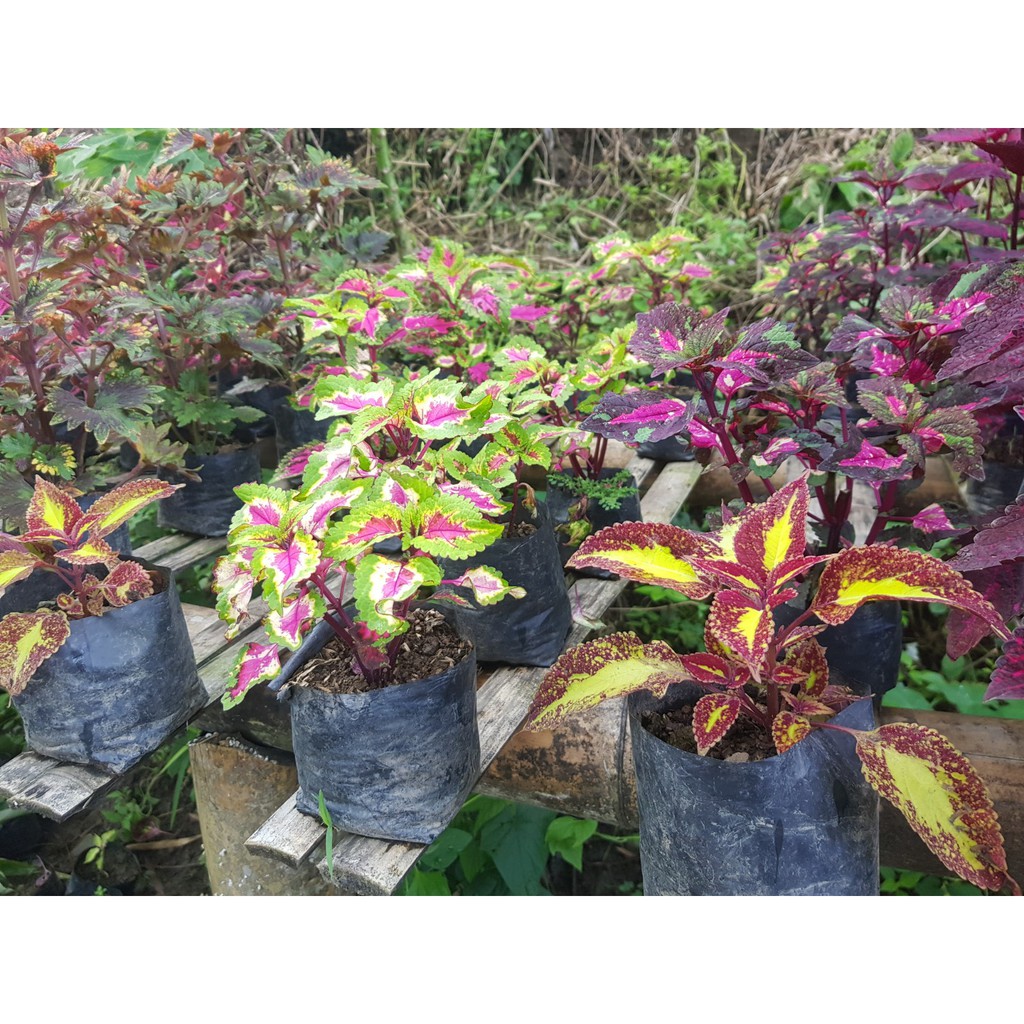 Rainbow Mayana Coleus Mixed Shopee Philippines