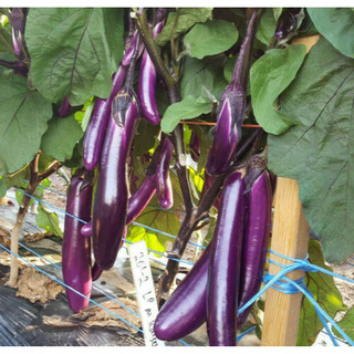 average Potato seeds Ilona Vegetable seeds from Ukraine 