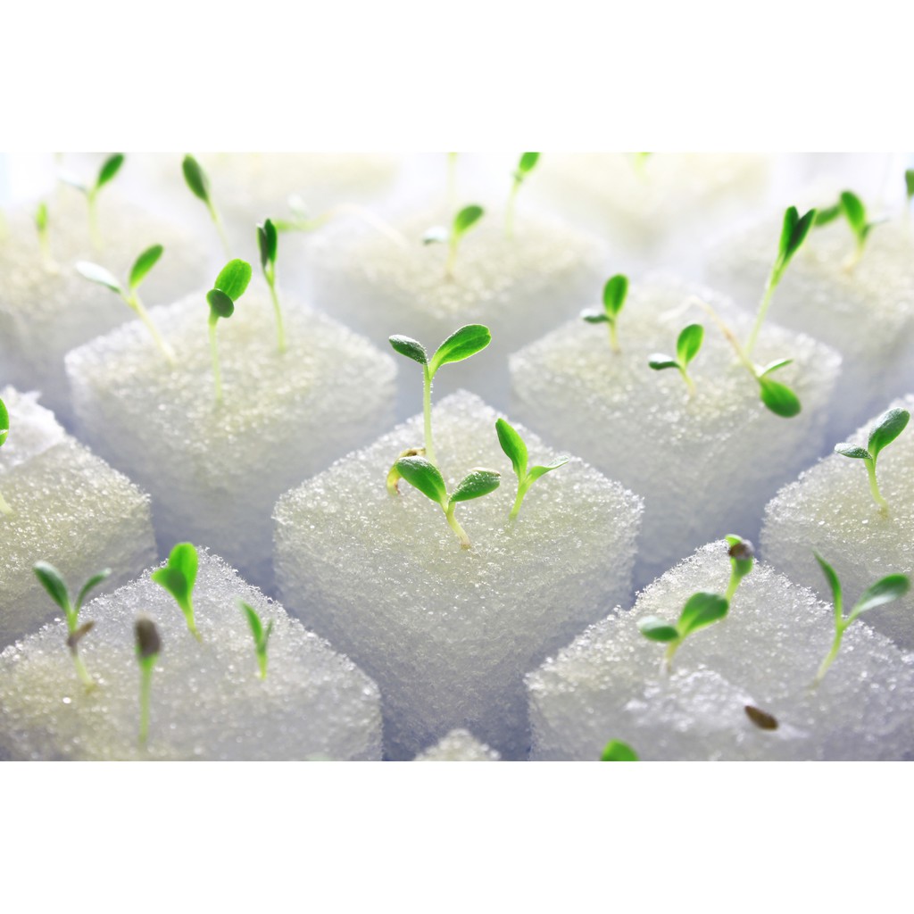 FV Hydroponic Foam 4cm Height 100 Cubes hydroponics foam