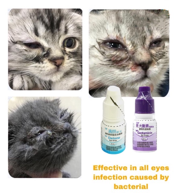 SINPHAR Gentamicin Eye Drops for Pets 5ml Eye Infection Opthalmic