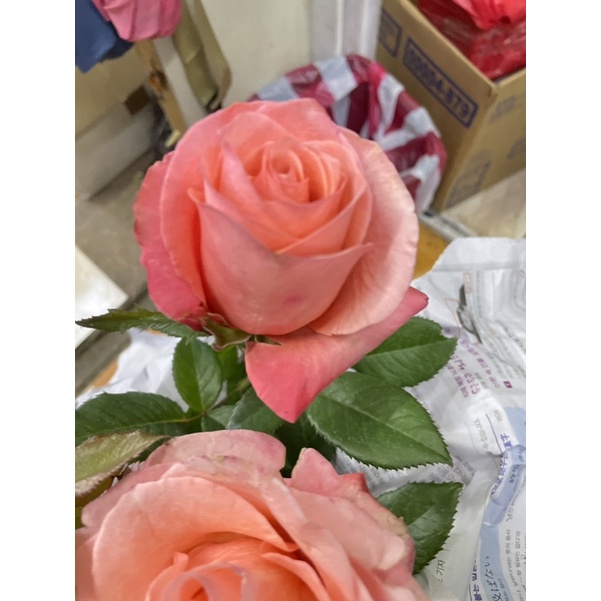 Japanese POMELO RARE ROSE | Shopee Philippines