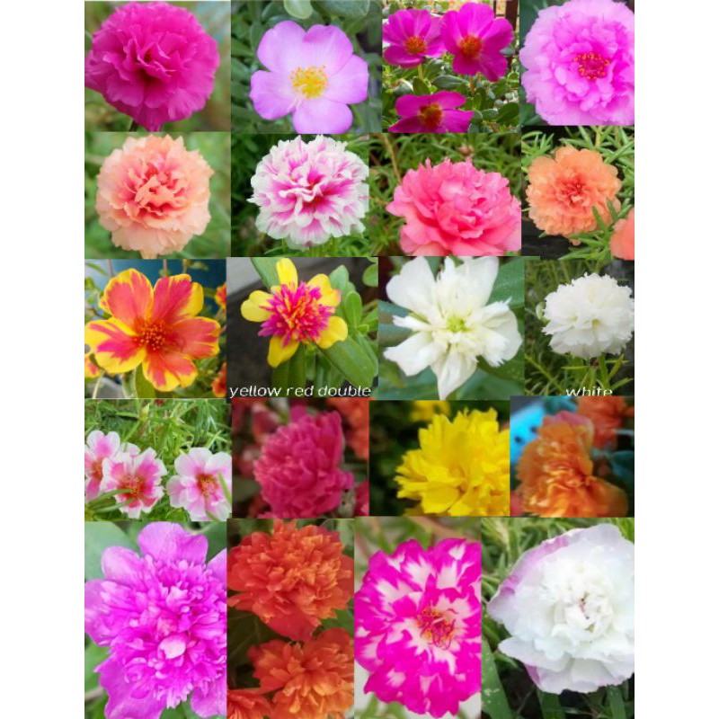 40 Variety Mix Vietnam Rose And Portulaca Can Ship To L V M Shopee Philippines