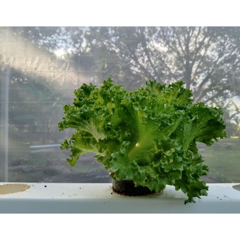 Lalique Rz lettuce 50pills lactuca Batavia Shopee Philippines