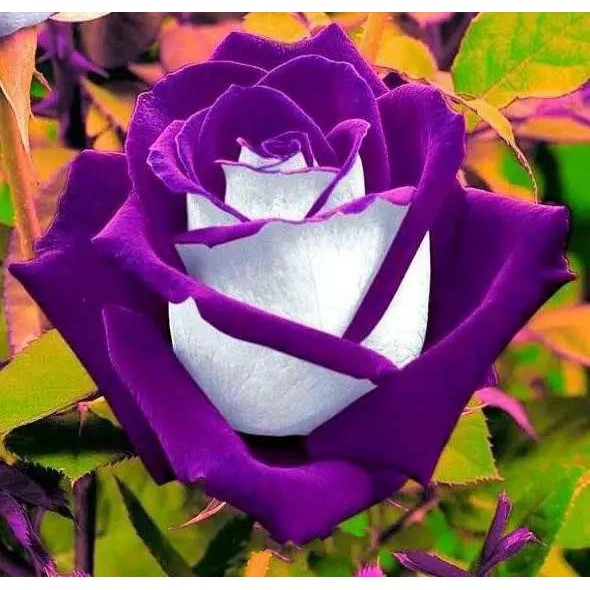 100 seeds/pack Osiria Rose flower Seeds Bonsai Ornamental Flower Plant Seeds