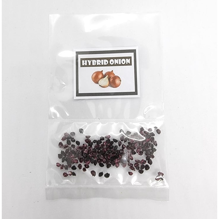 （hot）White Onion Seeds / Yellow #7