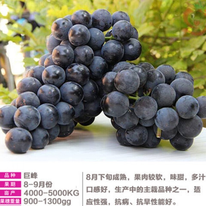 Grape Sapling Pot South North Planting Giant Peak Grape Seedlings