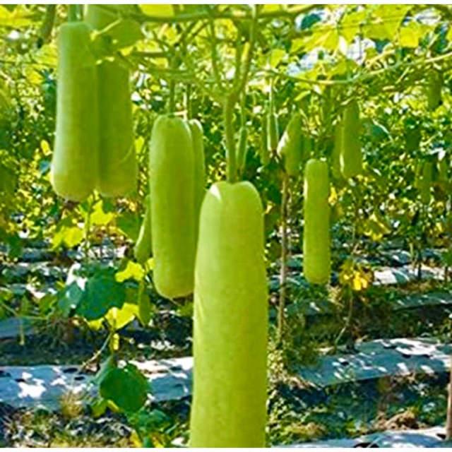 Upo seedlings 5pcs (repacked) with free Fertilizer Shopee Philippines