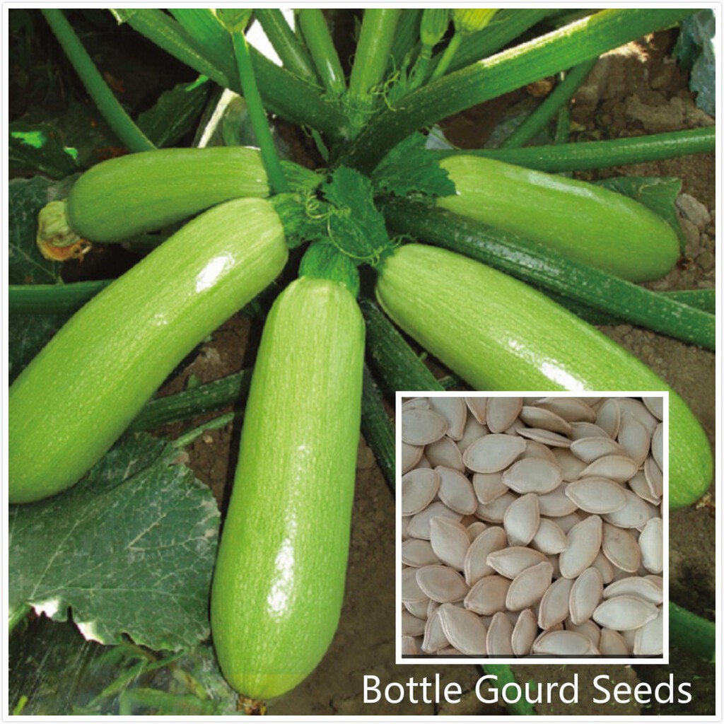 Bottle Gourd Seeds For Sale Vegetables Seeds for Gardening Bonsai Seeds