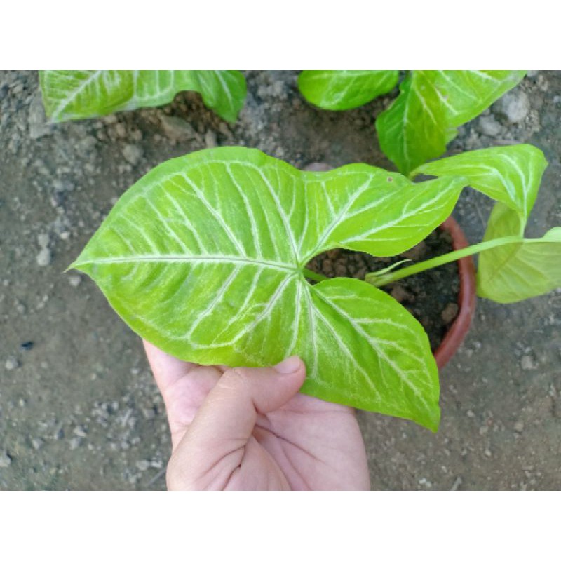 rare-syngonium-variety-allusion-shopee-philippines