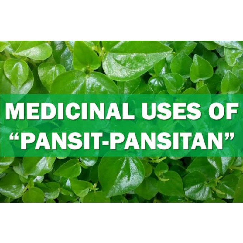 Pansit pansitan medicinal plant Shopee Philippines