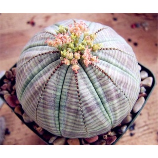 Hot Sell Succulent Plants 100 PcsPack Euphorbia Obesa Seeds, Very Rare Cactus Flower Seeds for Garde #3