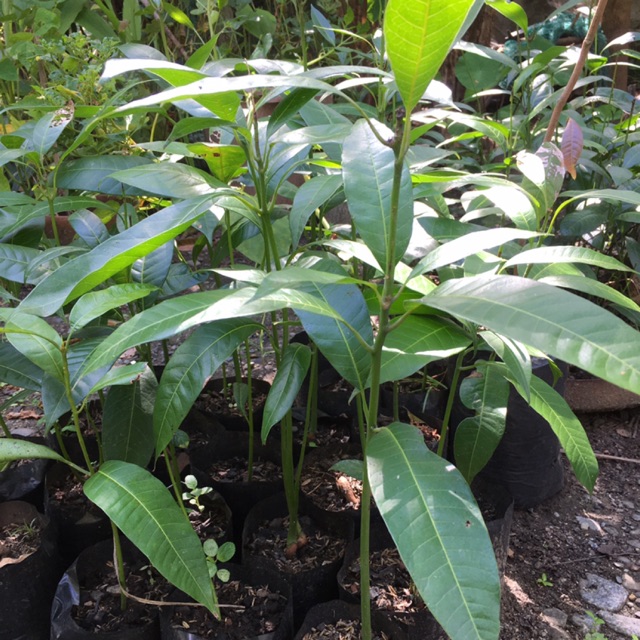 Mango Seedlings (sweet and 3 yearfruit bearing) Shopee Philippines