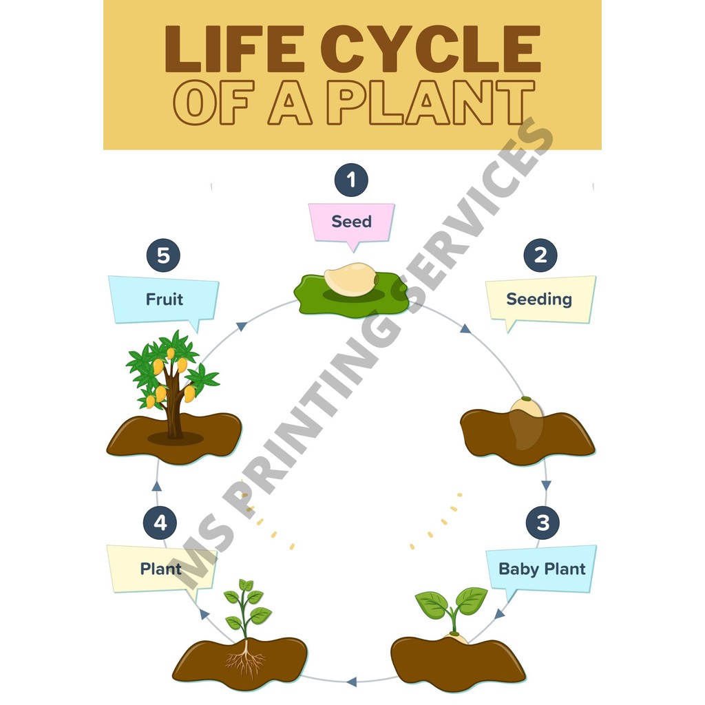 laminated-chart-life-cycle-of-a-plant-shopee-philippines