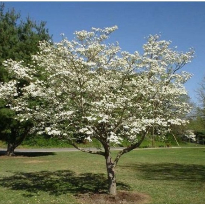 Dogwood Tree K22 - 1 Gram of High germination Flowering Plant tree seeds P2G