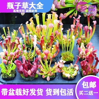 ❧Base direct sales [various bottle grass] carnivorous plant Venus flytrap pitcher plant mosquito rep