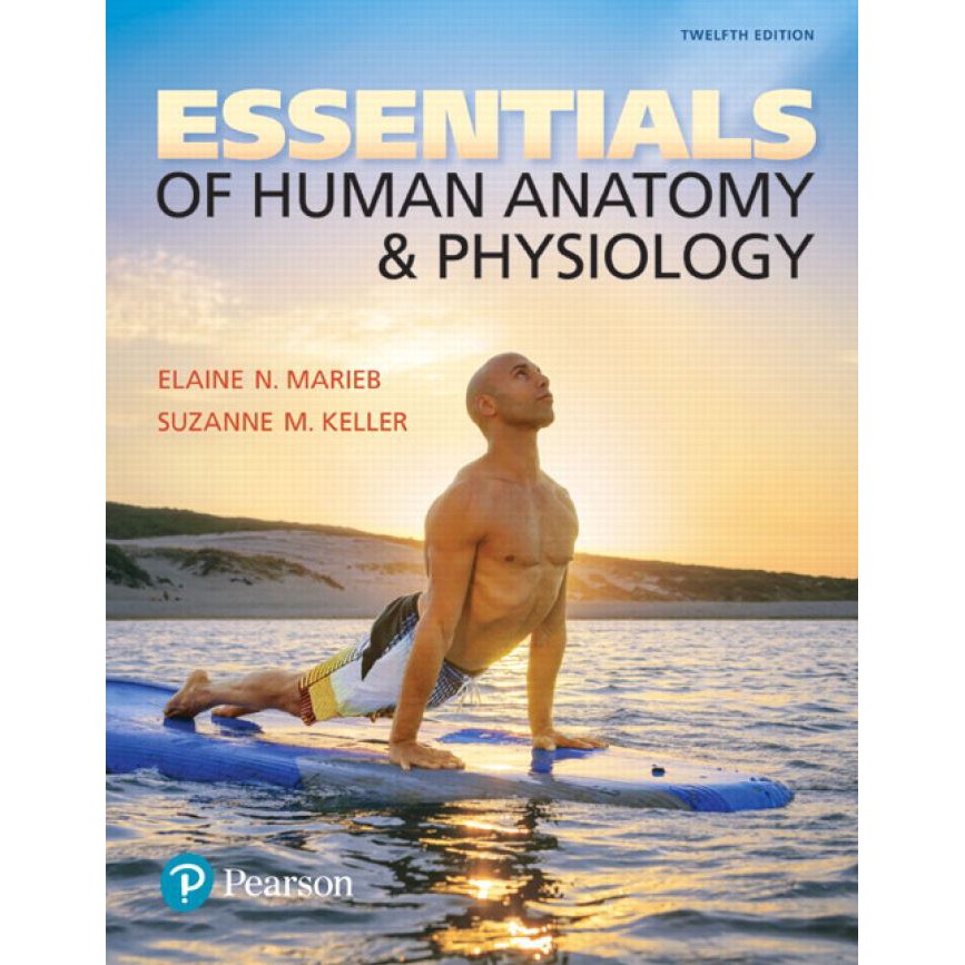 Marieb s Essentials Of Human Anatomy And Physiology 12th Edition 