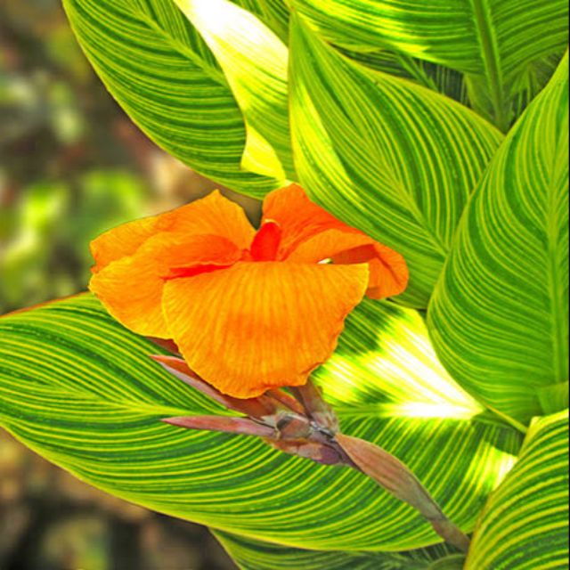 Canna Pretoria Bengal Tiger Orange Flowers Rhizome Only Shopee Philippines