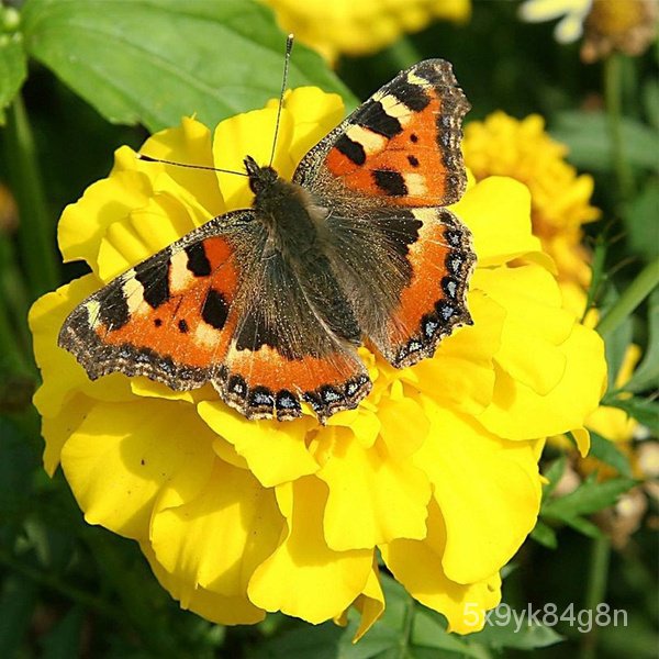 New Store Offers Philippines Ready Stock 100pcs Marigold Seeds Home Garden Flower Seeds Potted Plant
