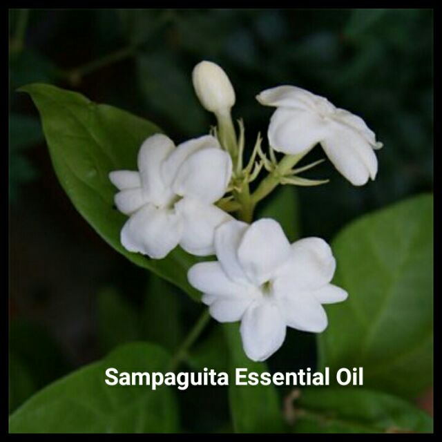 Sampaguita Flower Philippines Best Flower Site