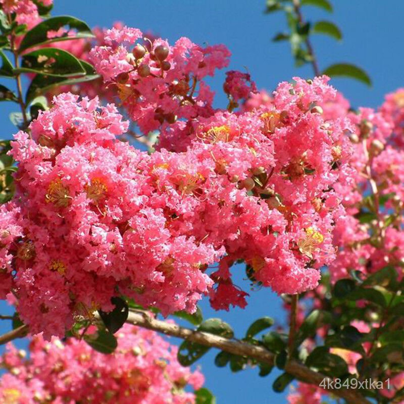 Lagerstroemia Sinensis Seedlings Landscaping Project Seedling Ziwei ...