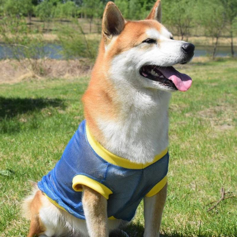 Summer New Dog Anti-Lint Cool Mesh Vest Shiba Inu Akita Pastoral Golden Retriever Samo Husky Clothes YSKl #9