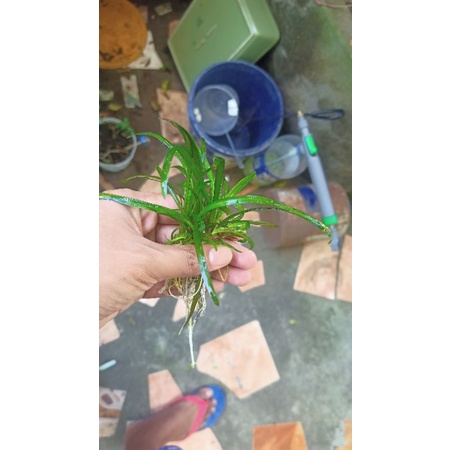 Aquarium Hobby - Live plant dwarf sagittaria Best for planted setup Low tech aquatic plants