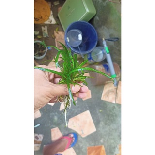 Aquarium Hobby - Live plant dwarf sagittaria Best for planted setup Low tech aquatic plants #4