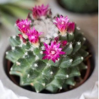 Bare rooted Mammillaria magnimamma Toluca Cactus Plant
