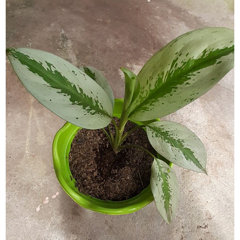 aglaonema silver frost | Shopee Philippines