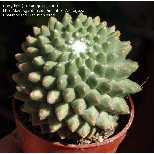 Bare rooted Mammillaria magnimamma Toluca Cactus Plant