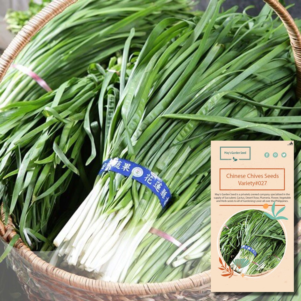 Chinese Chives Seeds, Vegetable Seeds#027 | Shopee Philippines